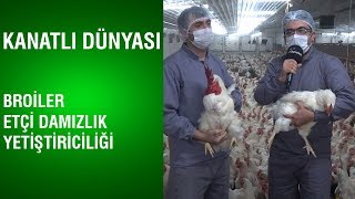 Kanatlı Dünyası | Broiler Etçi Damızlık Yetiştiriciliği