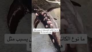 اصغر واخطر قرش بالعالم (قرش قالب الكعيكة)😳😱