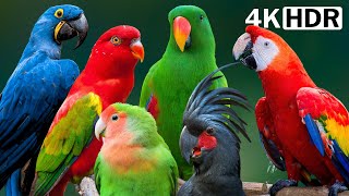 Most Amazing Parrots On Earth | Colorful Birds & Relaxing Nature Sounds | Stress