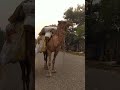 camel lover 🐫❤️❤️ animals cute music song love