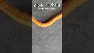 রাসেল ভাইপার #funny #snake #shorts #subscribe #viral #viralvideo #tiktok #shortsvideo #comedy #short