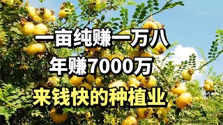 贵州小伙种没人要的刺梨，年赚7000万，他是怎么做到的