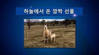 [해외선교지소식] 2022년 3기 6화 하늘에서 온 깜짝 선물