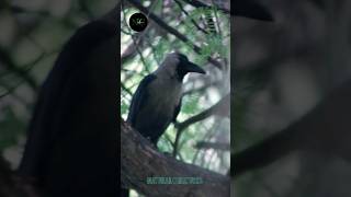 forest wildlife crow #bird animal natural creature short video Discovery documentary