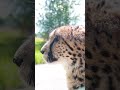 😻 did you know cheetahs can purr 🥰 shorts