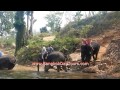 Elephant Sanctuary Thailand via Bangkok Day Tours (Original only by Bangkok Day Tours Ltd.!)