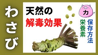 【わさびの力】わさび（山葵）の栄養素・保存方法・選び方などを分かりやすく紹介