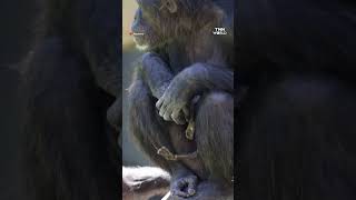 ภาพสุดเศร้าแม่ลิงชิมแปนซี อุ้มลูกตายแล้วว่า 3 เดือน | TNN WORLD