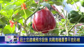 109 0122 里港農民莊士忠搭粉紅紗網圍籬 防蟲率超過80%