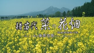 福島の花めぐりより　～猪苗代町川桁　菜の花畑～