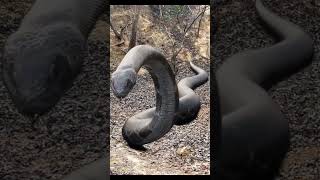 Anaconda Snake Attack #shorts #short #anaconda #snake #bigsnake #nagin #saamp #pythonsnake