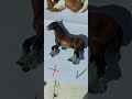 Schleich horse trading | Satisfying and relaxing🔥 #SHORTS #shorts