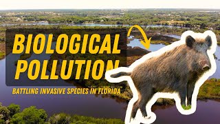 Battling Invasive Species in Florida: Protecting Native Ecosystems and Water Resources