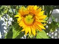 sunspot sunflower dwarf peak bloom