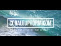 8 Ways to Improve Acropora Coral Growth  SPS Reef Tank