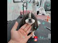 추건우애견미용학원 persuavis 시츄 얼컷 korean style face scissoring shih tzu how to groom your dog s face