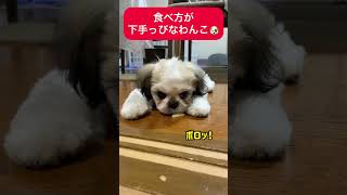 【シーズー】食べ方が下手っぴな犬ww#シーズー#シーズー子犬#犬#癒し動画#shorts