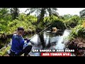 MANCING IKAN GABUS DAN TOMAN. !! CESTING SNAKEHEAD