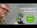 Bonsaify | Basics of Bonsai: Unwiring a Ficus Bonsai