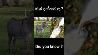 ඔයා මීට කලින් මේ ගැන දැනගෙන හිටියද?.....🤔 Comment  කරන් යන්න.....😊 #didyouknow#ඔබ දන්නවාද#