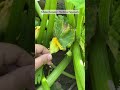 Hand pollination in summer vegetable vines  #organicgardening