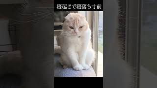 まるすぎる猫の寝起きがまるくて可愛すぎる#猫