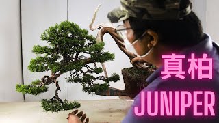 盆栽真柏系列 .5 （全）BONSAI JUNIPER(SHIMPAKU) SERIES .5 （FULL)