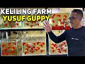 KELILING FARM YUSUF GUPPY || PART 2