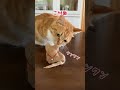 抜け毛で愛猫のミニチュアを作ってみたら攻撃された shorts