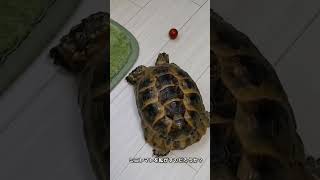 リクガメムゥさんの幸せの赤いトマト！ #リクガメ #turtle #tortoise #癒し #shorts