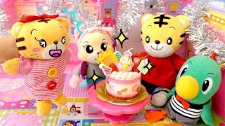 しまじろう はなちゃんのたんじょうび ❤ Hana chan's birthday, Shimajiro ❤ Poco Channel