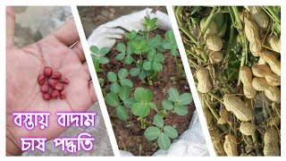 বস্তায় বাদাম চাষ পদ্ধতি || টবে বাদাম চাষ পদ্ধতি || Nuts Farming Method || Amader Krishi