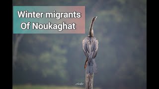 Exploring Winter Migrant birds of Noukaghat, Sepahijala #birding #travelling #wildlifedocumentary