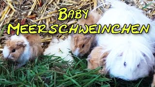 Baby Meerschweinchen, 2 Tage alt