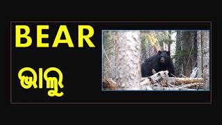 ଭାଲୁ - BEAR   =  BEAR VIDEO