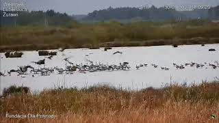 30.09.2023 Zlot żurawi na nocleg na zbiornik \