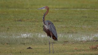 Goliath Heron, the world's largest living heron.