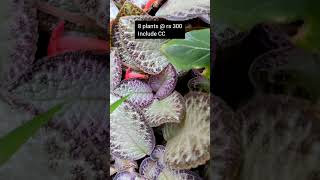 Online plant sale||low cost plants||Salu Diaries#shorts#youtubeshorts