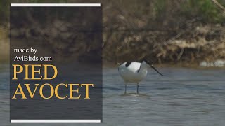 Pied Avocet [Recurvirostra Avosetta]