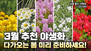 이제 진짜 봄인데..🌱 3월에 심기 좋은 야생화 보고가세요🏵️ 댓글이벤트와 상품할인까지‼️