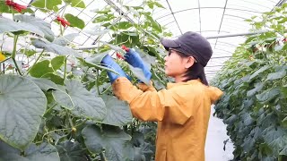 きゅうり栽培 つる下ろし作業の実践編【宮崎県】 2020/12/13