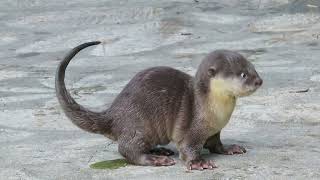 Wildlife in Singapore - Singapore Botanic Gardens otters family.