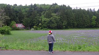 ミゾレちゃん達と、廃墟と廃田にカキツバタが自然に大群生！！湿地は約1,8万㎡でかつては胸まで漬かる湿田だったが、1960年代以降次第に耕作されなくり、自然の湿地となり、浅い水辺を好むカキツバタが繁茂