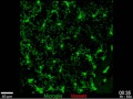 meningeal macrophage and microglial dynamics in the uninjured brain