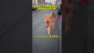 ヴァシュロンくんのお散歩　：　里親募集中のワンコ #Shorts #保護犬 #里親募集  #里親 #殺処分 #ワンコ #犬 #雑種 #譲渡 #動物愛護 #保護 #かわいい #dog