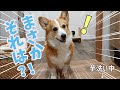 庭掃除のついでに焼き芋焼いたら愛犬がこうなりました