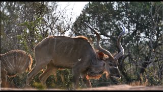 BORN WILD | Bowhunting South Africa