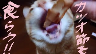 ナナちゃん猫、かつお節を食らう！！