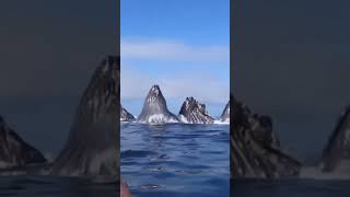 Whale Encounter in a Kayak! #Shorts