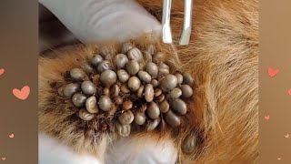 Removing Ticks From Dog - Dog Ticks Removing - Dog Ticks Removal Videos